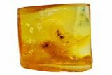 Two Detailed Fossil Ants (Formicidae) In Baltic Amber #128309-1